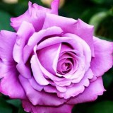 Шарль де Голль_0x160 Любимый сад - Результаты из #60